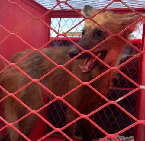 Lobo Guar Capturado Em Estacionamento De Supermercado Em Arcos