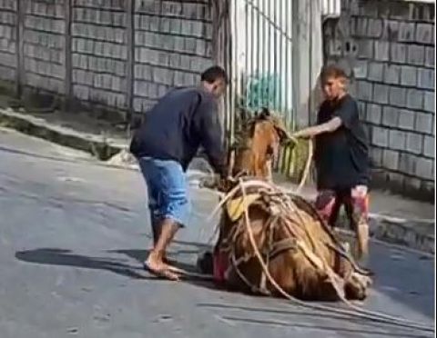 Homem suspeito de maus tratos a cavalo morto é preso no interior